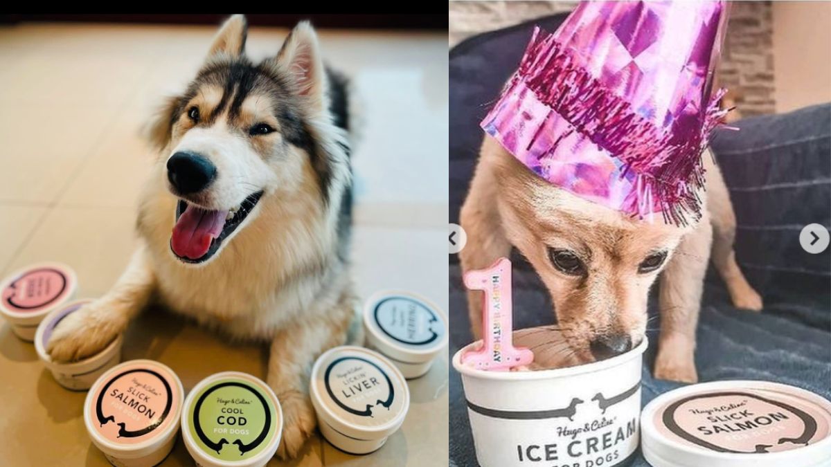 Christmas Special: This Ice Cream Brand Just Dropped Their New Flavour For Your Furry Friends