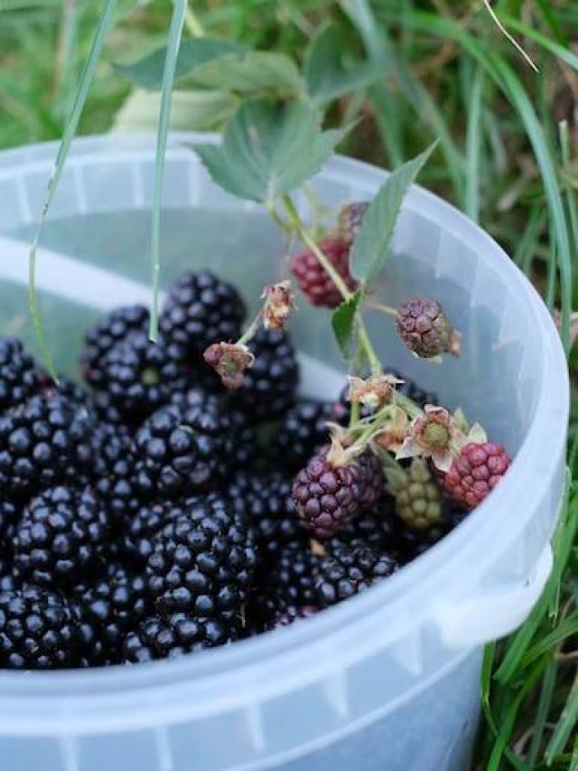 blackberries