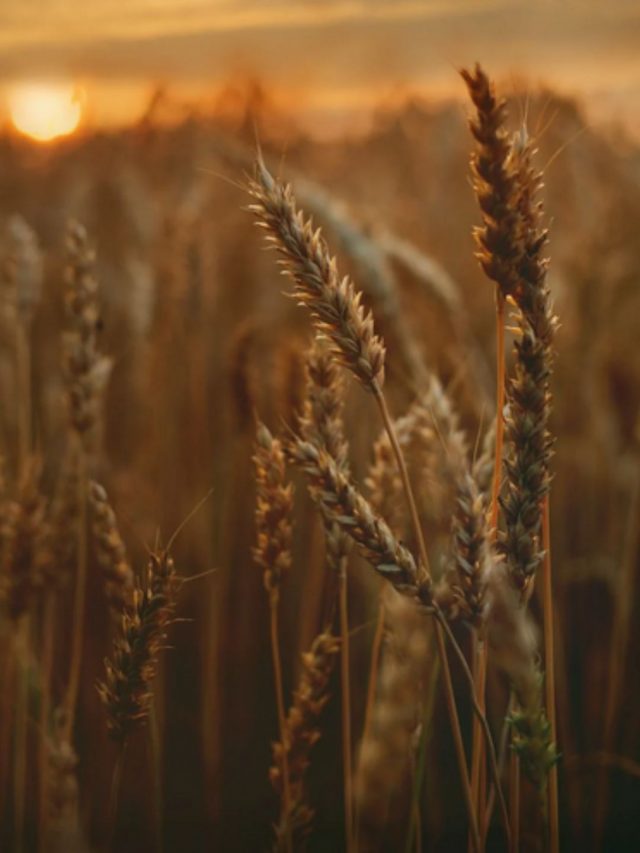 grains