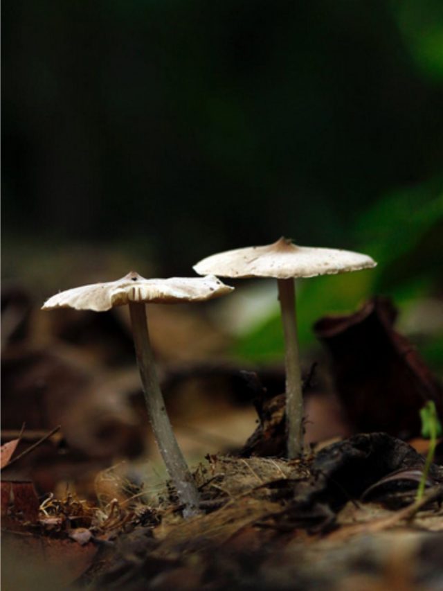 mushroom
