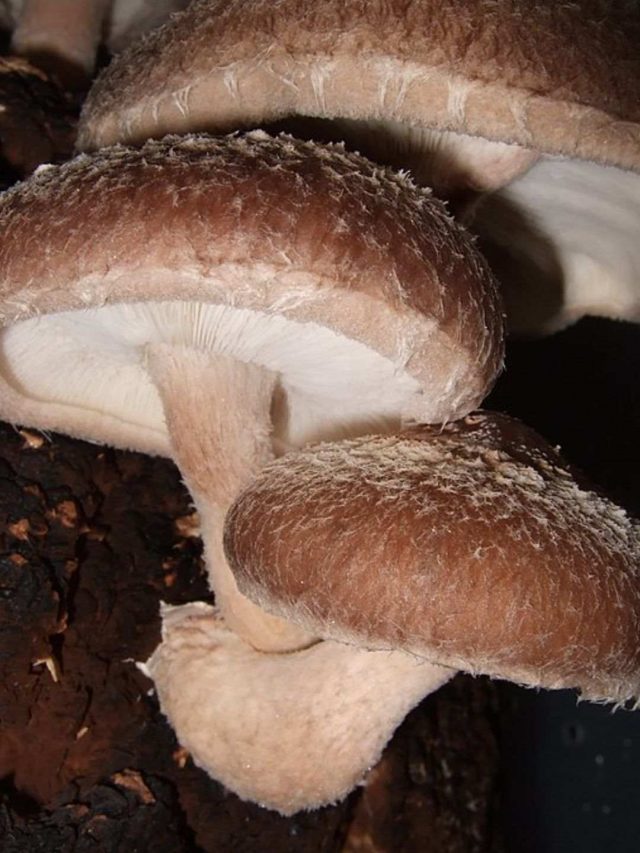7 Reasons Why Mushroom Is A Superfood