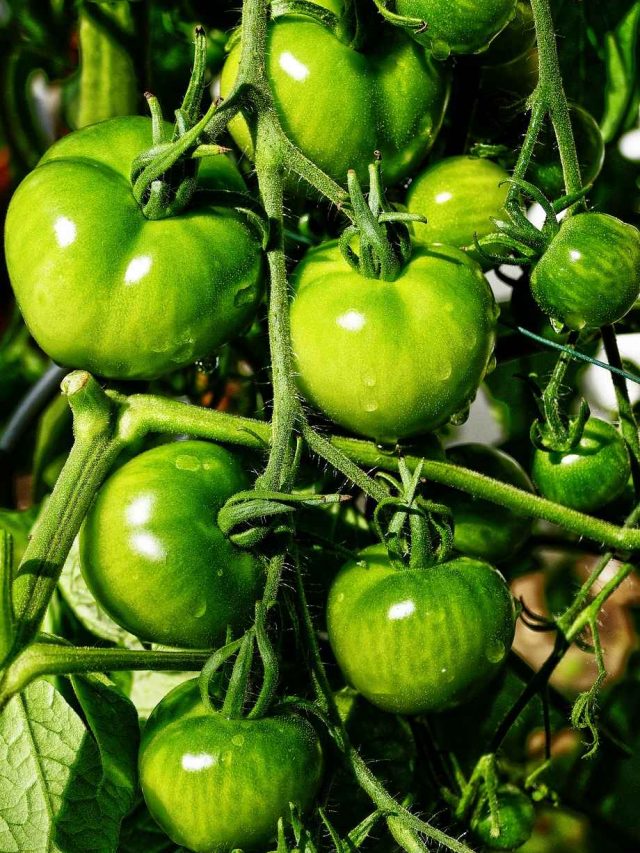 Green tomatoes