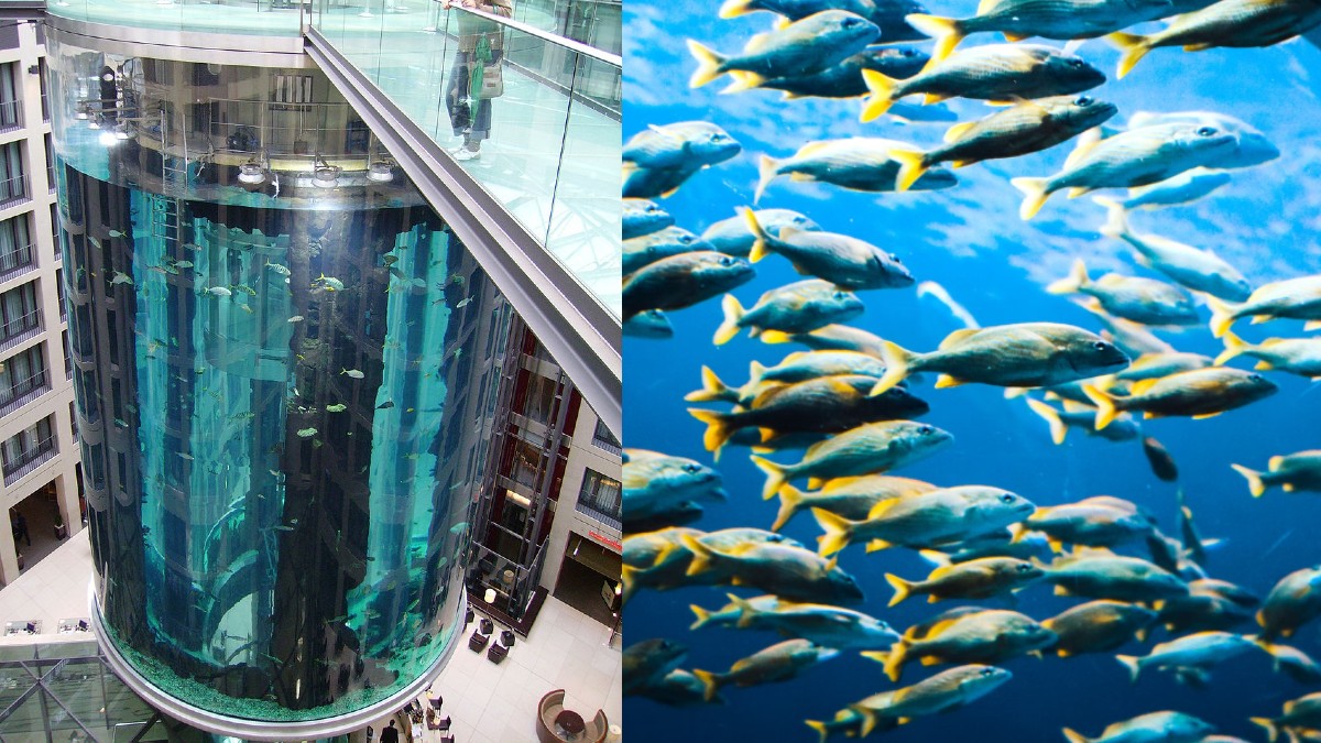 Giant Aquarium In Berlin Bursts, Spilling 1500 Fishes And Gallons Of Water