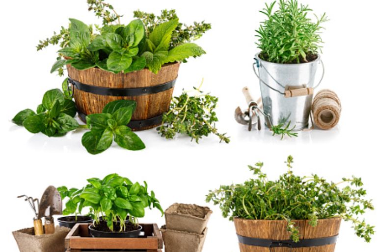 Make Your Own Vegetable Garden