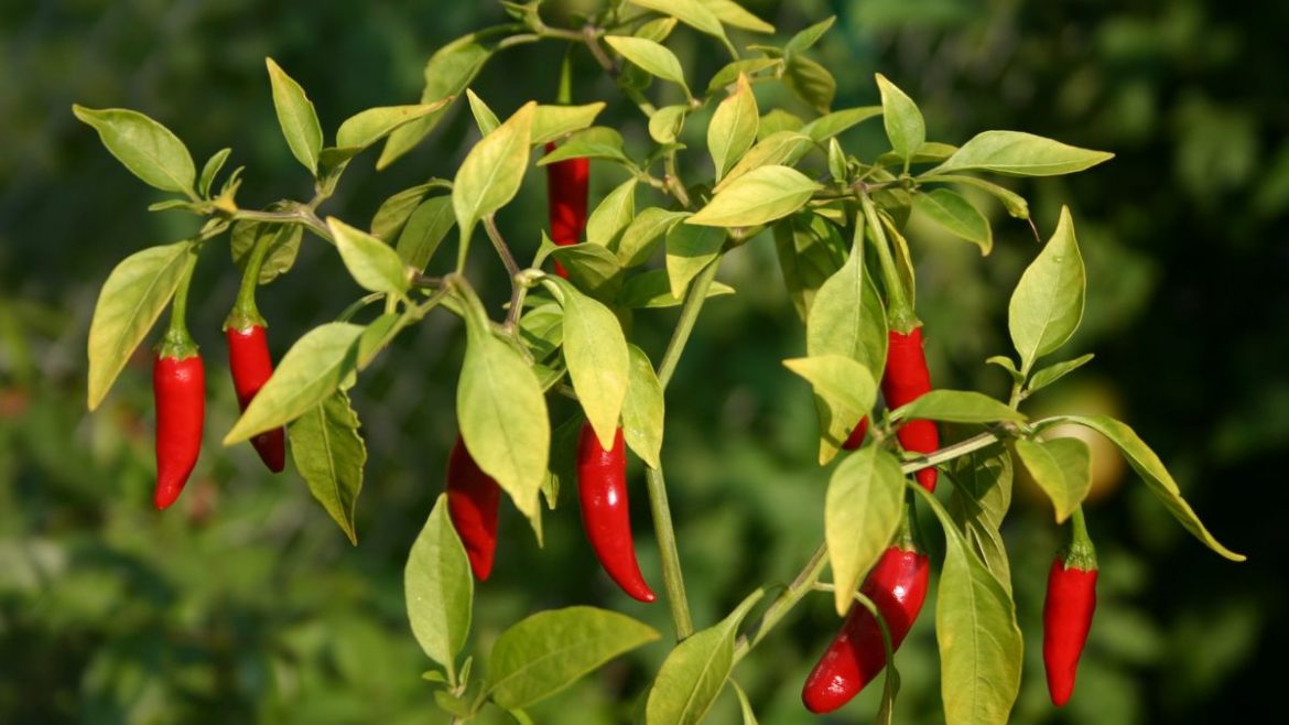 India’s Chilli Revolution: 14 Different Types Of Chillies Grown In India & Its Impact On Palate