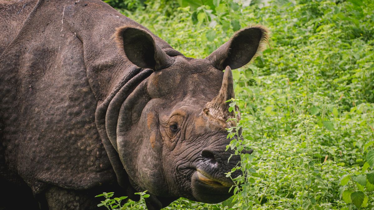 For The First Time In 45 Years, No Rhinos Were Poached In Assam 