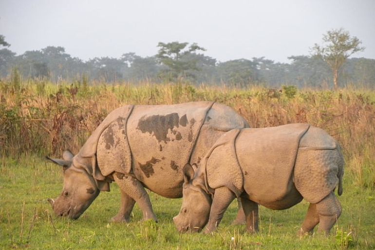 rhinos were poached