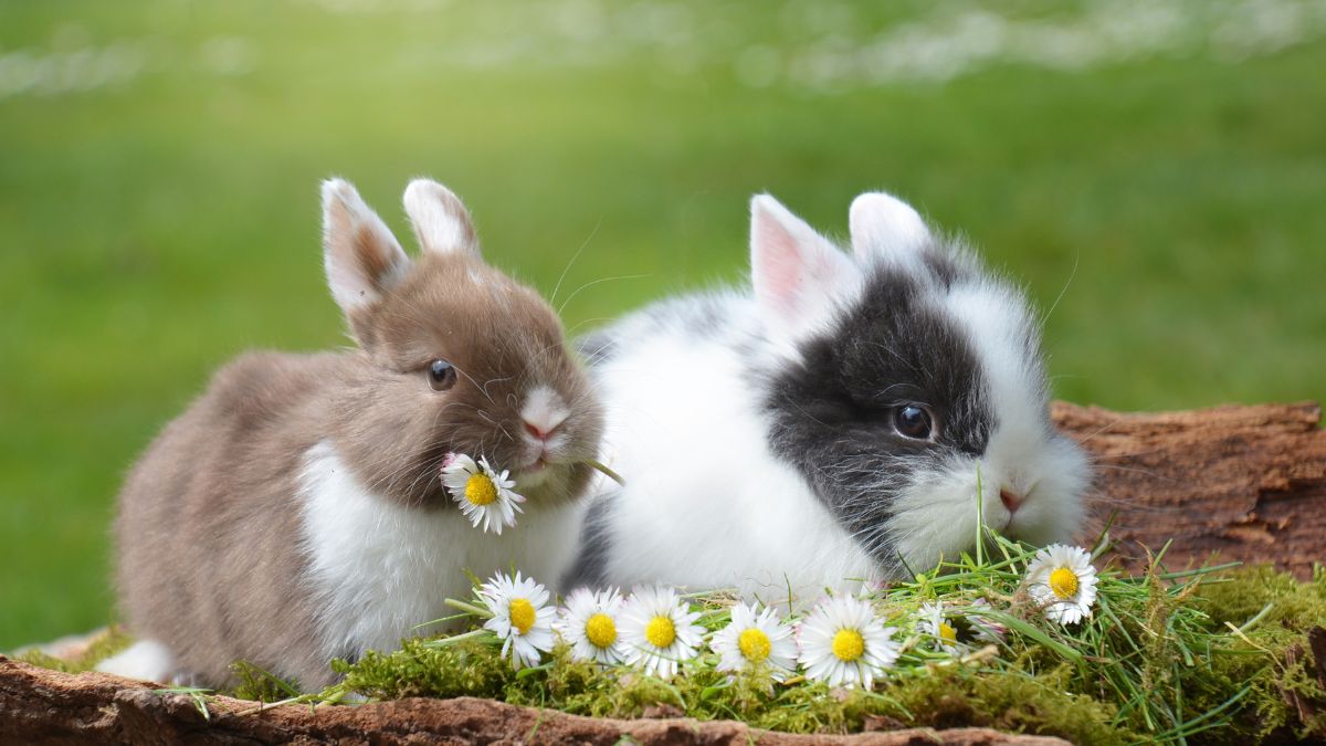 Bunny Resorts Take Over Hong Kong As Rabbits Became Popular Pets During The Pandemic