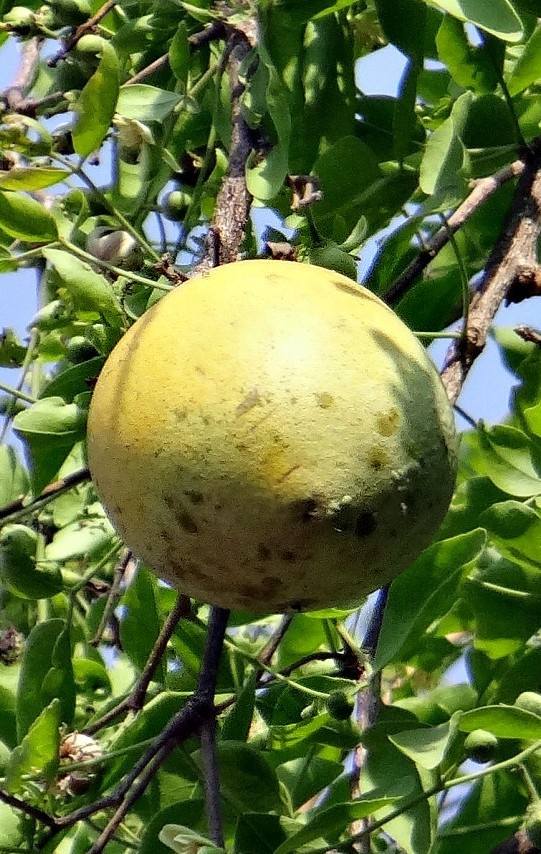 Apple and stone online
