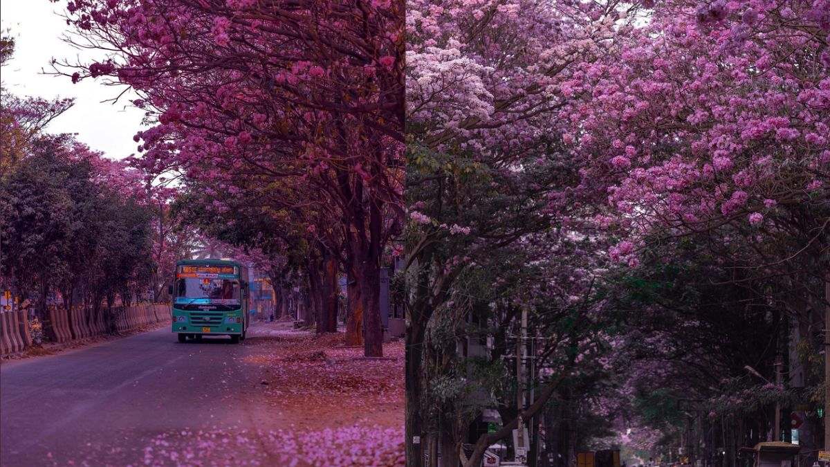 Bengaluru Turns Pink! See The Gorgeous Pink Trumpets Blossoming All Across The City