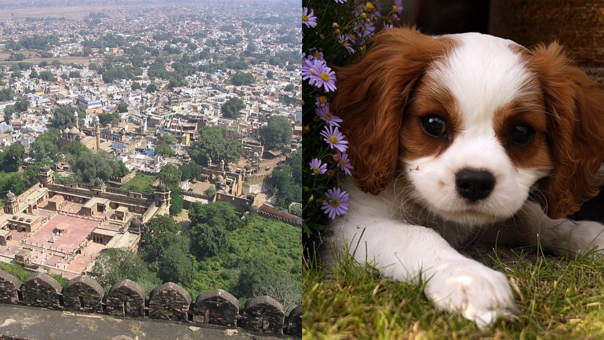 Pet Parents In MP Will Soon Have To Pay Pet Taxes; Officials Cite Safety And Cleanliness As Reasons