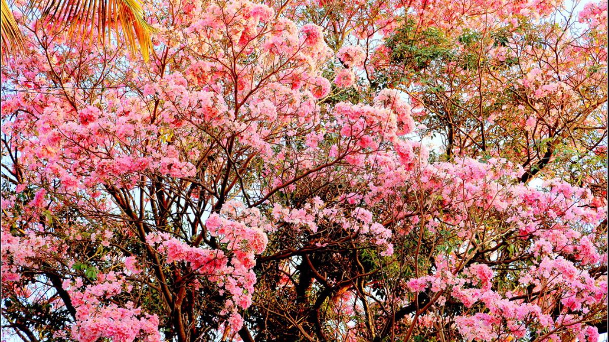 Mumbai Is Painted Pink  With Rosy Trumpets Taking Over The Streets