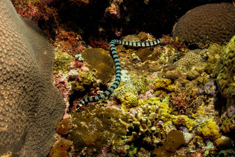 Sea snakes