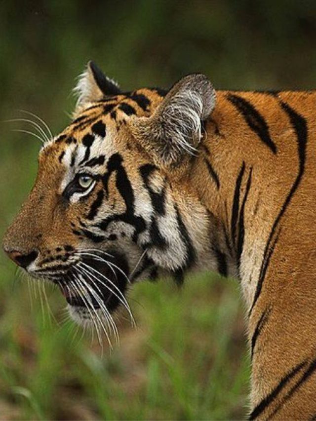 Sundarbans
