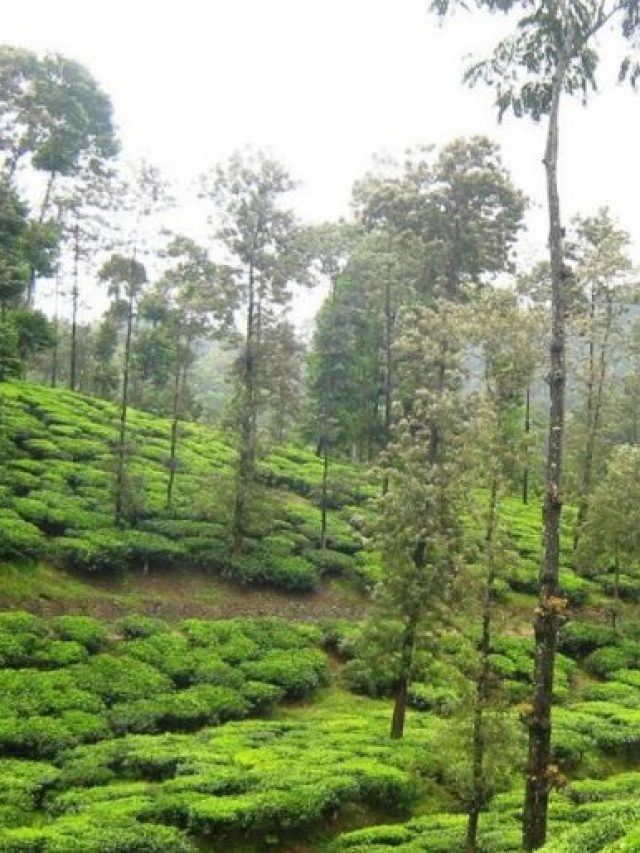 kerala