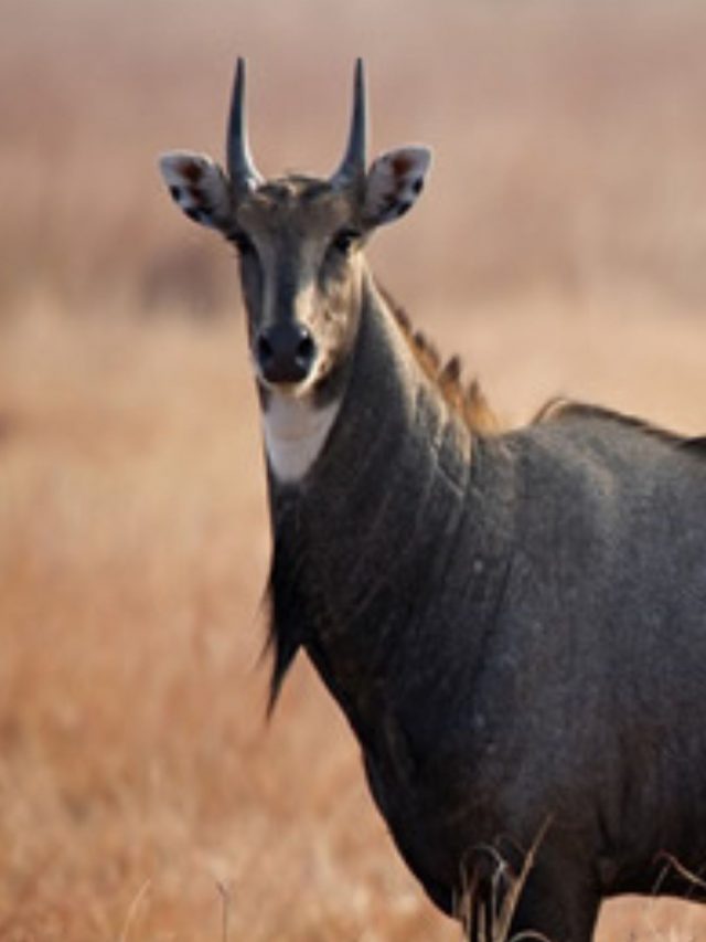 Ralamandal Wildlife Sanctuary