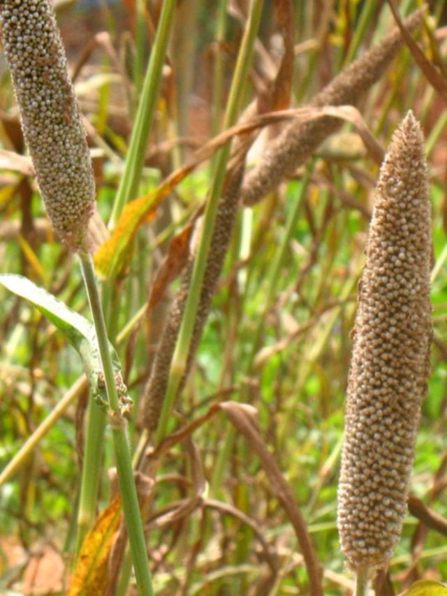 9 Benefits Of Including Bajra To Your Diet