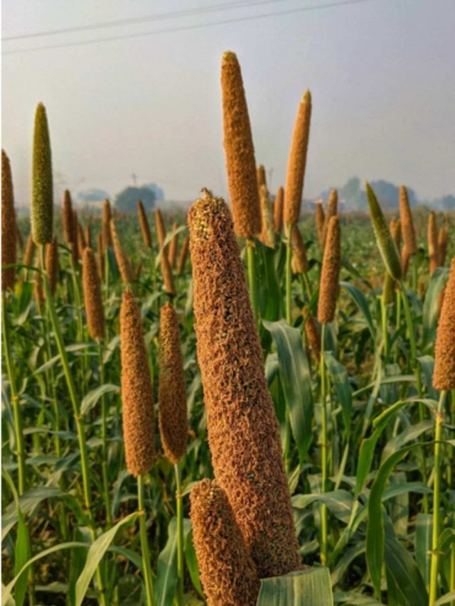 7 Healthy Bajra Dishes That You Must Add To Your Diet