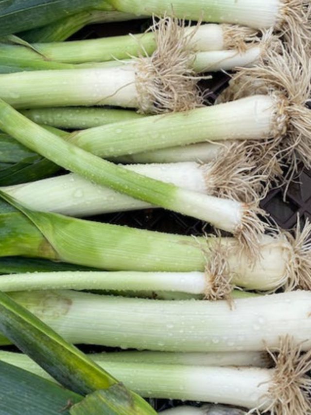 What Is Leek? And, Here Are Its Benefits