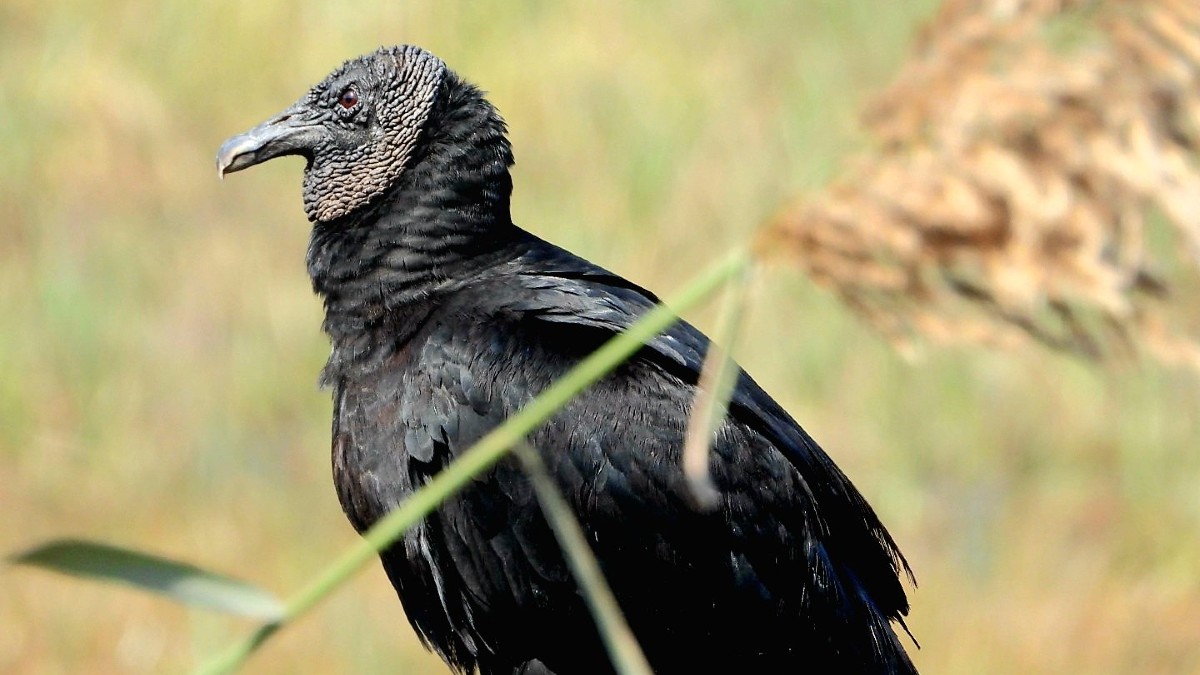 Birdwatchers, Attention! Majestic American Black Vulture Spotted In Delhi NCR