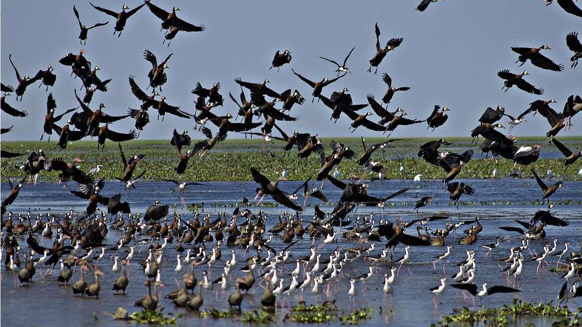 New Spot For Nature Lovers! Jammu’s Gharana Wetlands To Turn Into A Bird Sanctuary