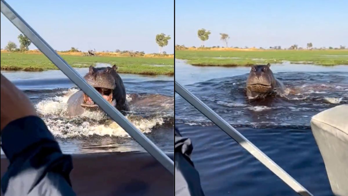 Hippo Chases A Speedboat, Safari Took A Dangerous Turn For Tourists. Watch!