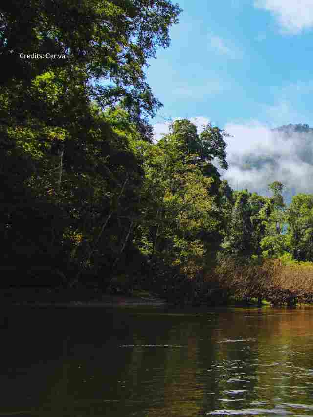 Jungle Safaris in Madhya Pradesh