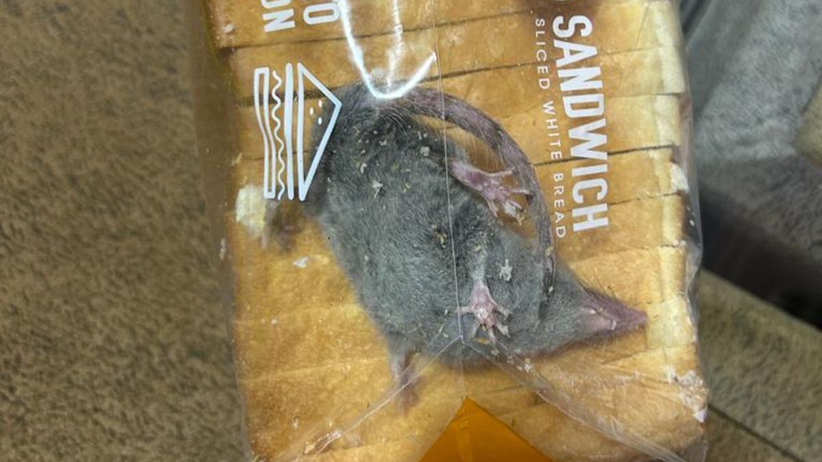 Man Finds A Rat Trapped Inside A Bread Packet Ordered From Blinkit. The Internet Is In Rage