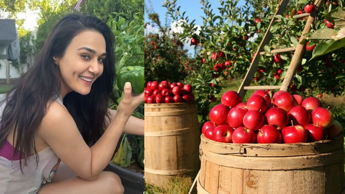 Preity Zinta’s Ghar Ki Kheti Pays Off As Apples Grow After 3 Long Years Of Tapasya