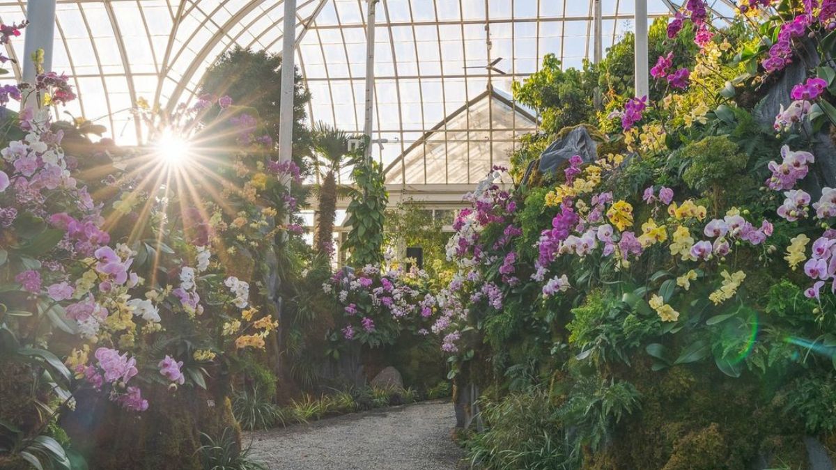 New York Botanical Garden Is Hosting An Orchid Show Where You Can Witness 5500 Dazzling Orchids