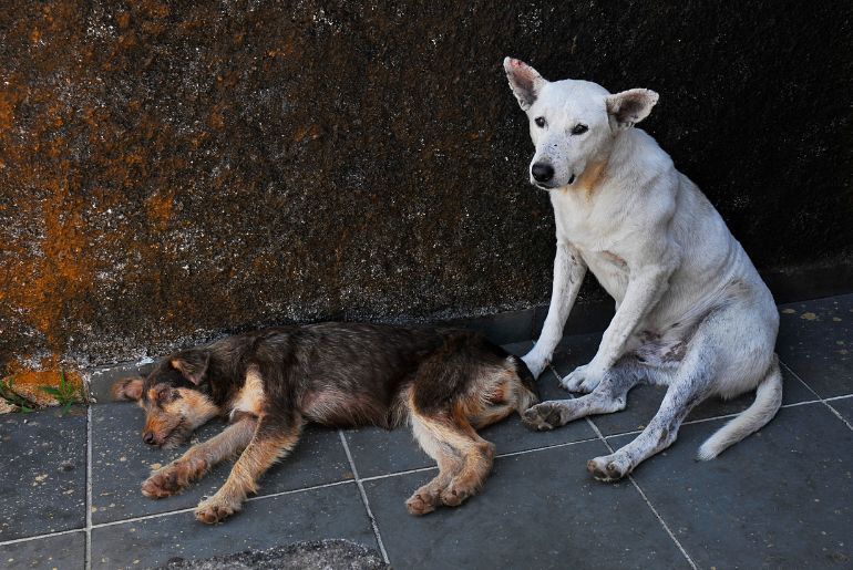 karnataka stray dogs