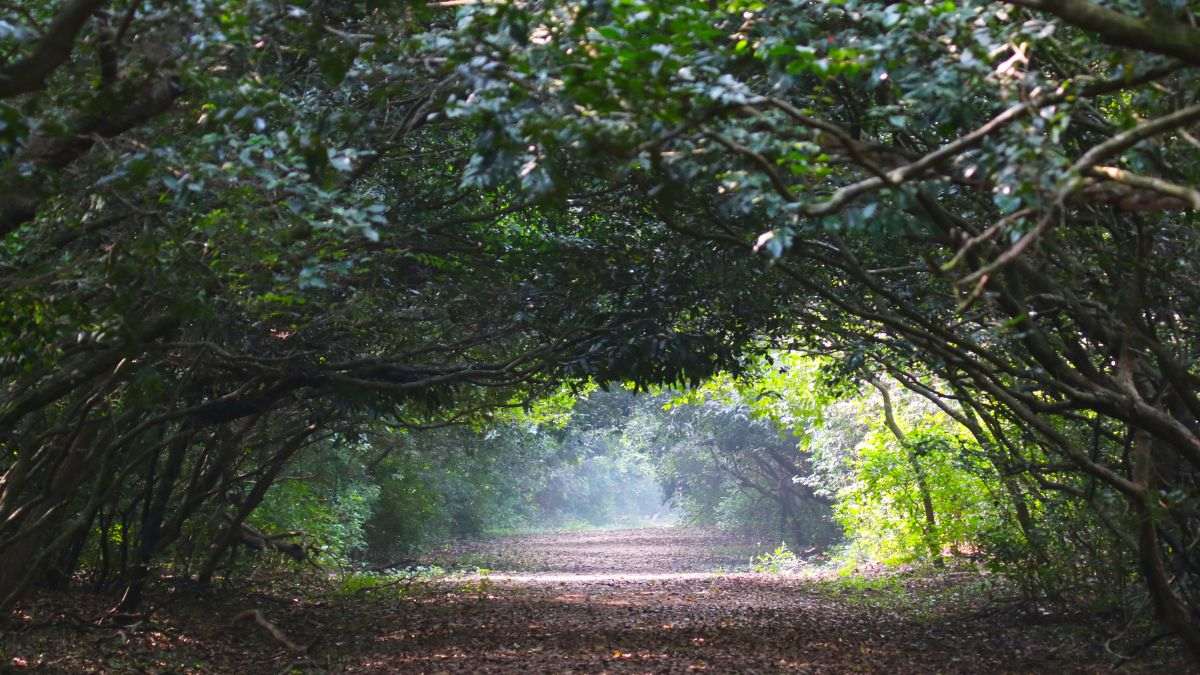 India’s Largest Mangrove Forest In Odisha To Host 3-Day Bhitarkanika Mahotsav 