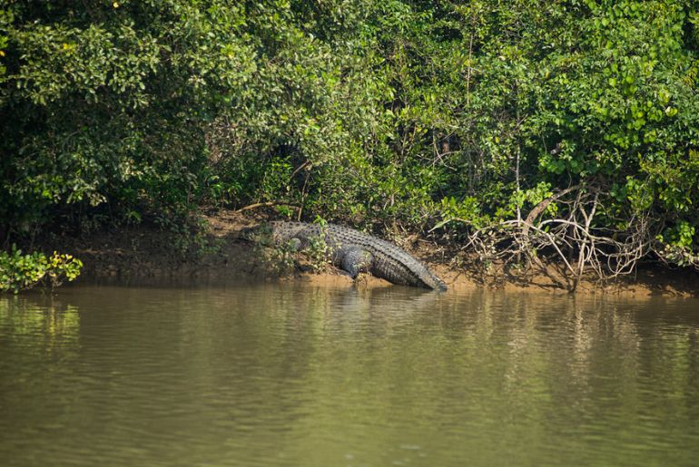 bhitarkanika