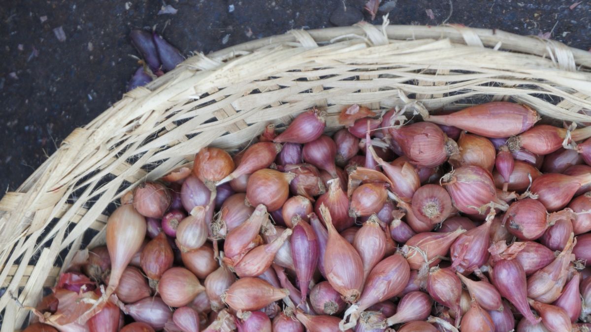 onions farmer