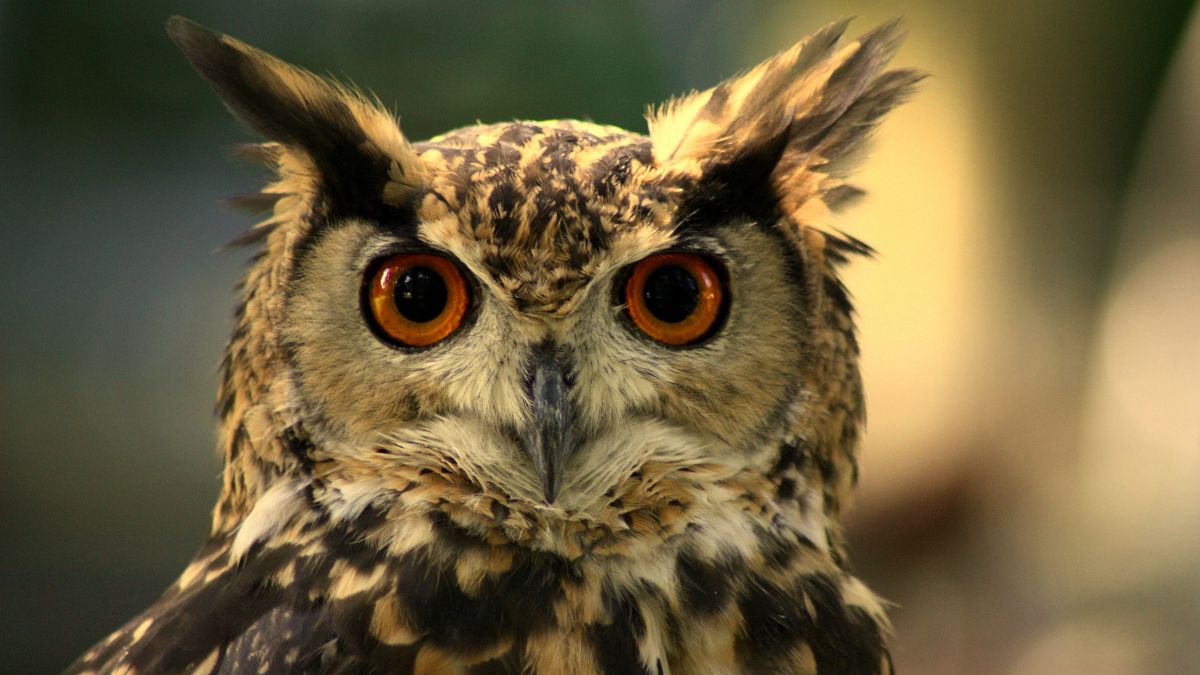 Flaco, Rare Eagle-Owl, Escaped From Central Park Zoo; Found Chilling At New York’s Central Park