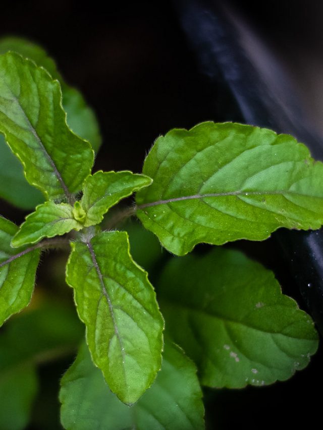 tulsi or basil
