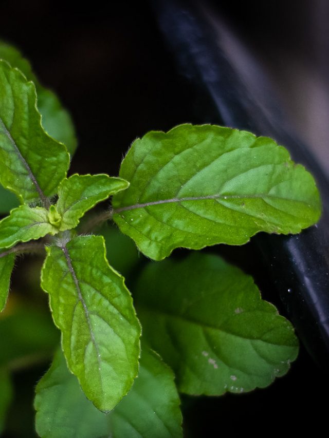8 Benefits Of Eating Basil Leaf Early Morning Everday