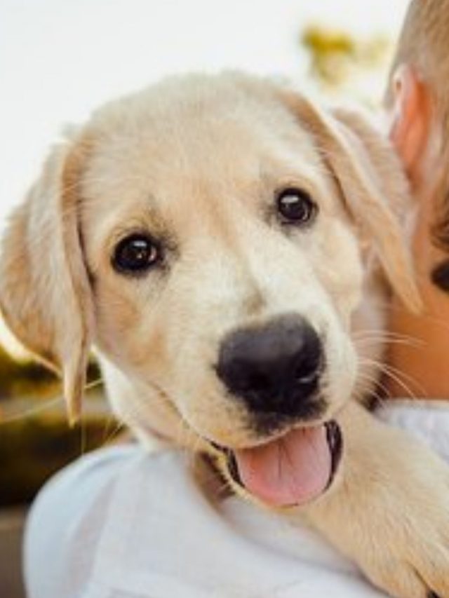 Pet
