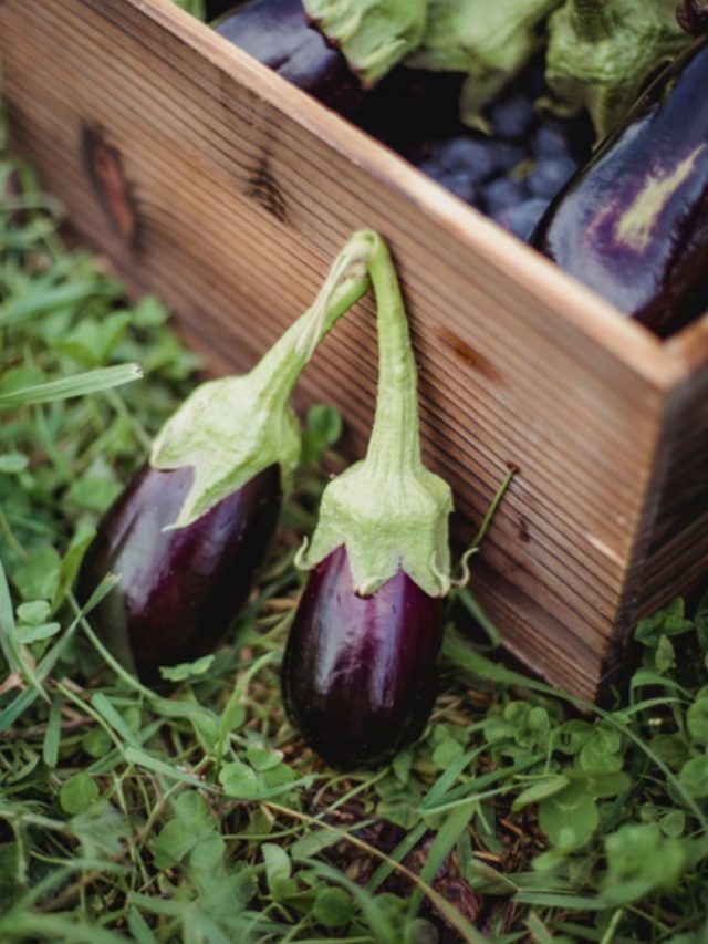 eggplant
