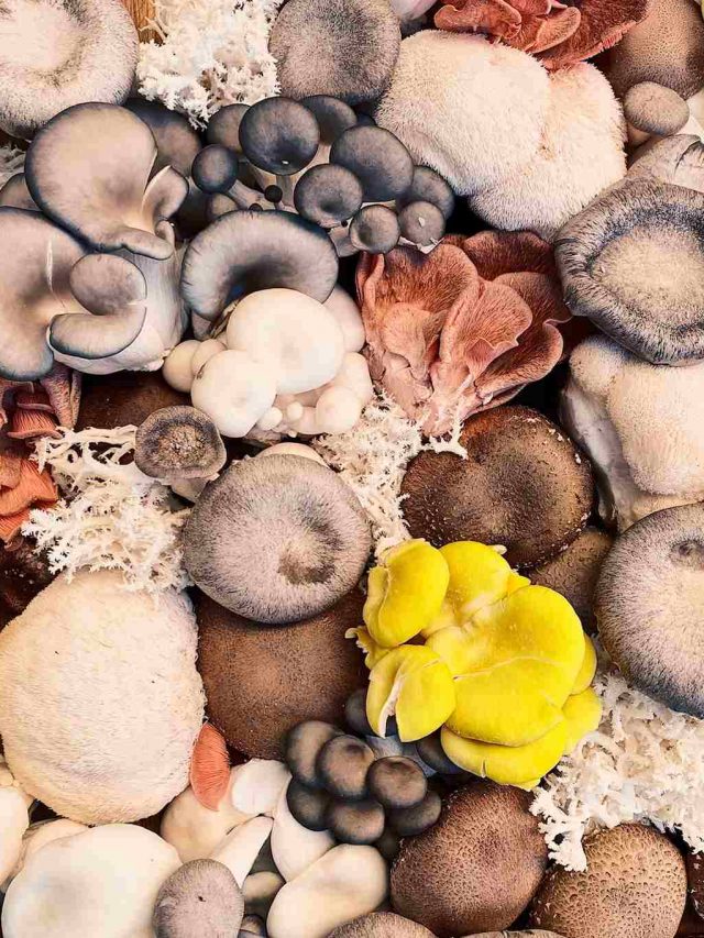 mushrooms