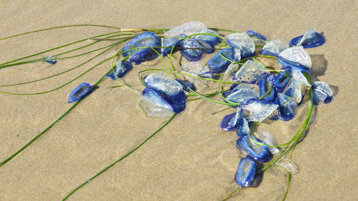 Jellyfish Wreaking Havoc On Goa Beaches! 850 People Stung By Them In The Last 3 Months