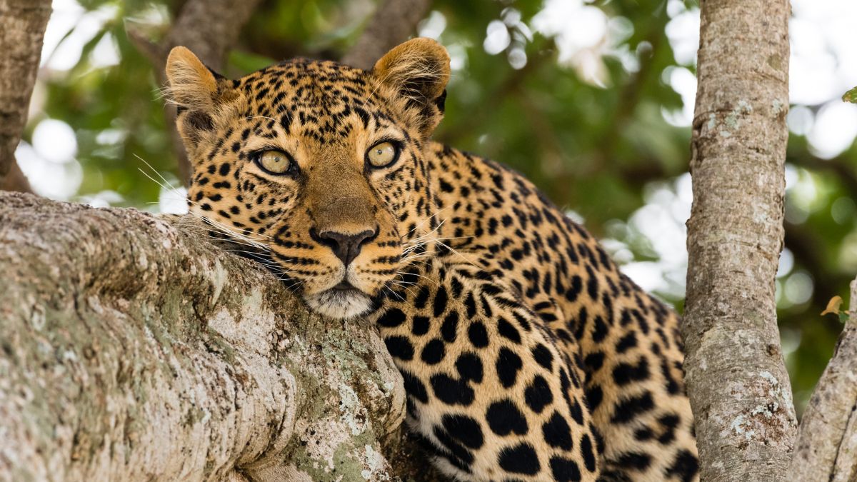 Sachin Tendulkar Spots A Leopard In Jungle, But Another One Was Strolling The Streets Of Nainital. Watch!