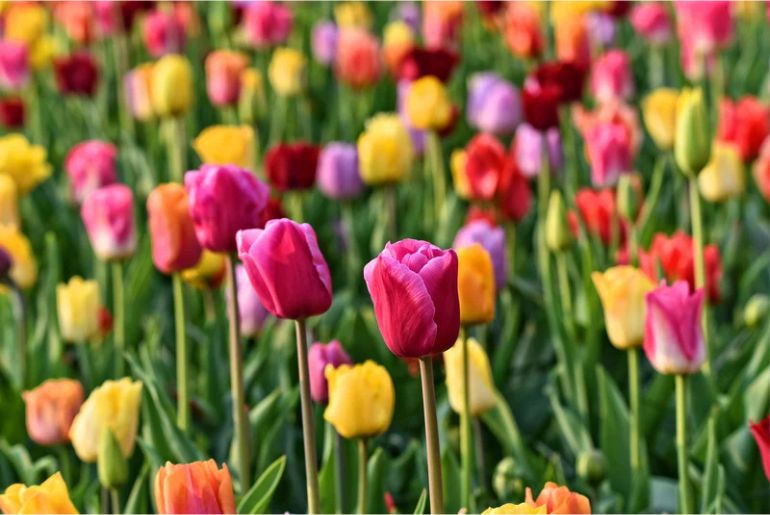 tulip garden 