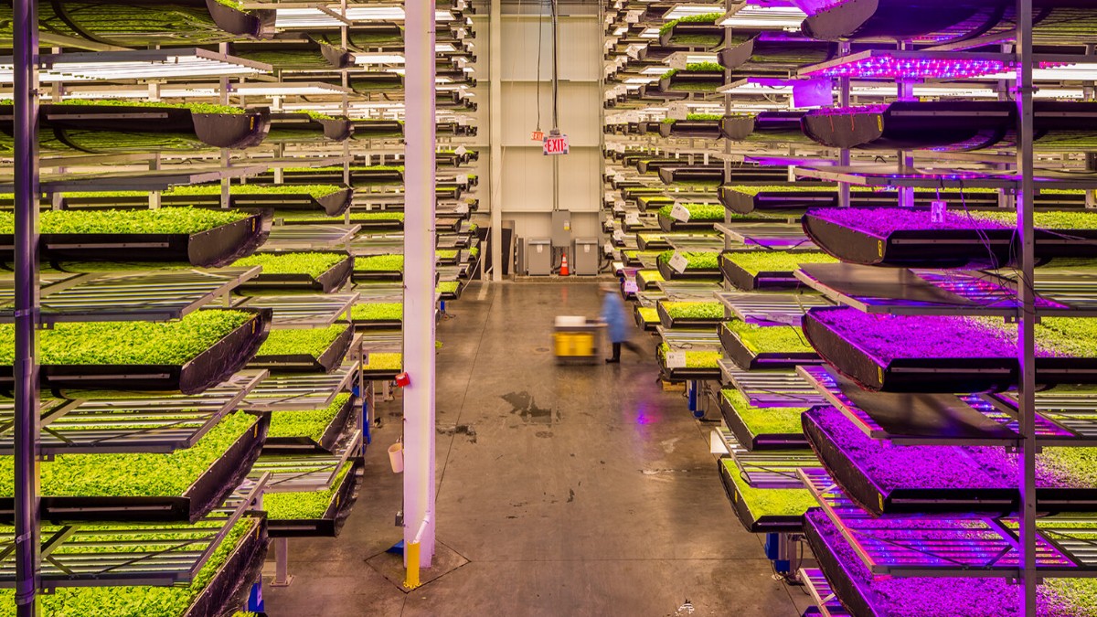 Abu Dhabi Is Home To World’s Largest Indoor Vertical Farm; Here’s All About It