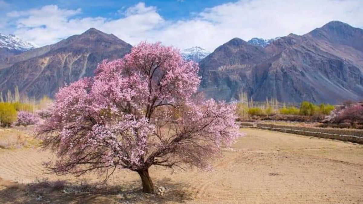 Ladakh’s Apricot Blossom Festival Is Here To Mesmerise You From April 4th To 17th!