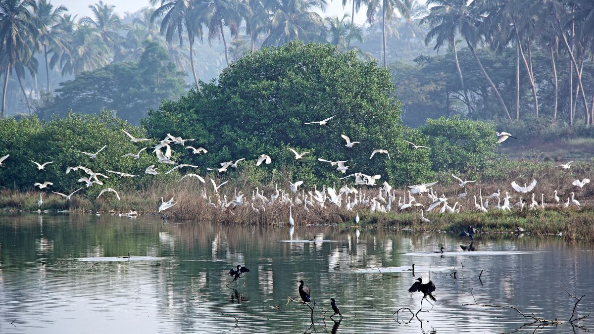 Enjoy Birdwatching In India On These Enchanting Forest Trails