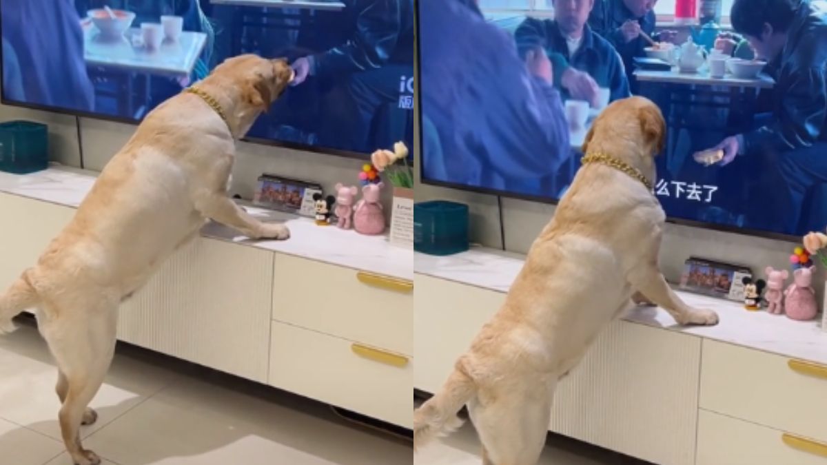 This Dog Trying To Lick Food From The TV Screen Is The Cutest Video On The Internet!