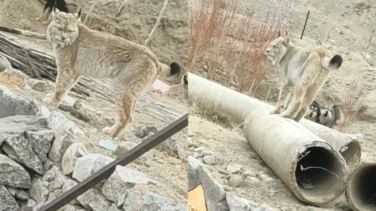 Netizen Shares Video Of Rare Tibetan Lynx In Ladakh & Tweeple Are Guessing Its Species!