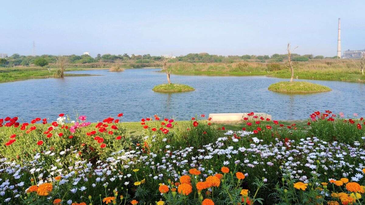 Twitter User Shares A Beautiful Pic Of Flowers Beside Yamuna River & It’s WOW!