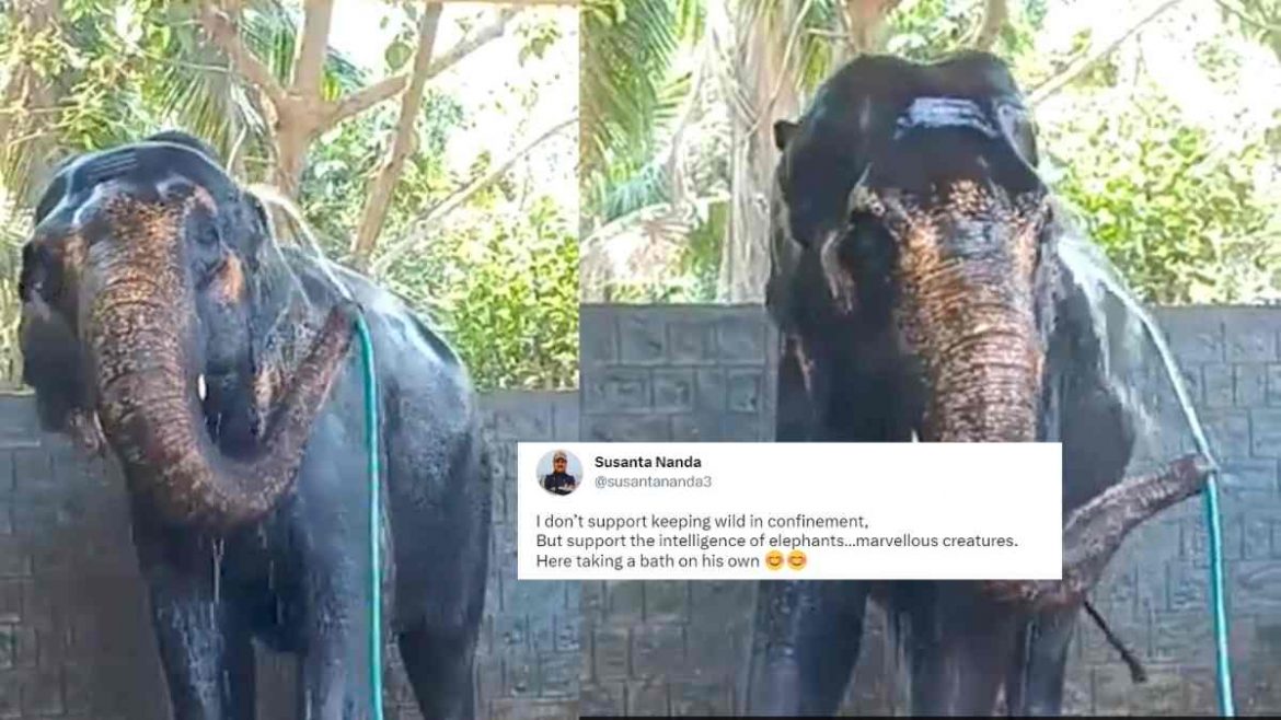 Video This Elephant Bathing On Its Own With A Hose Pipe Will Melt Your